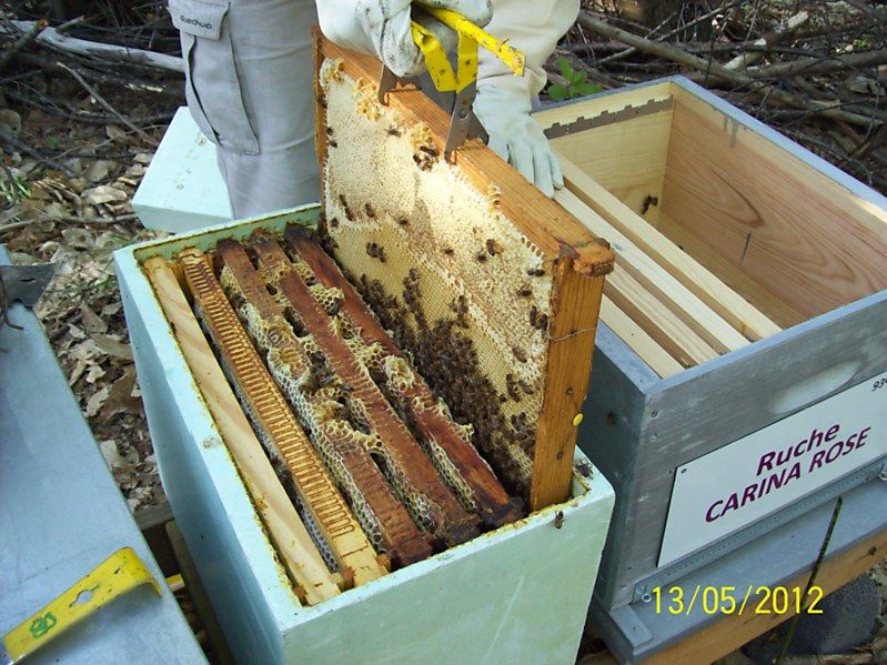 La ruche Carina rose