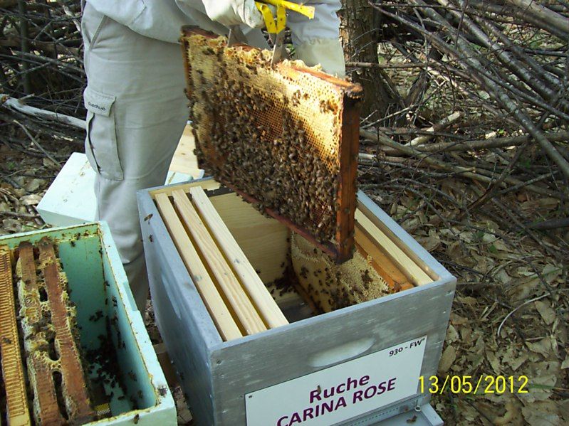 La ruche Carina rose