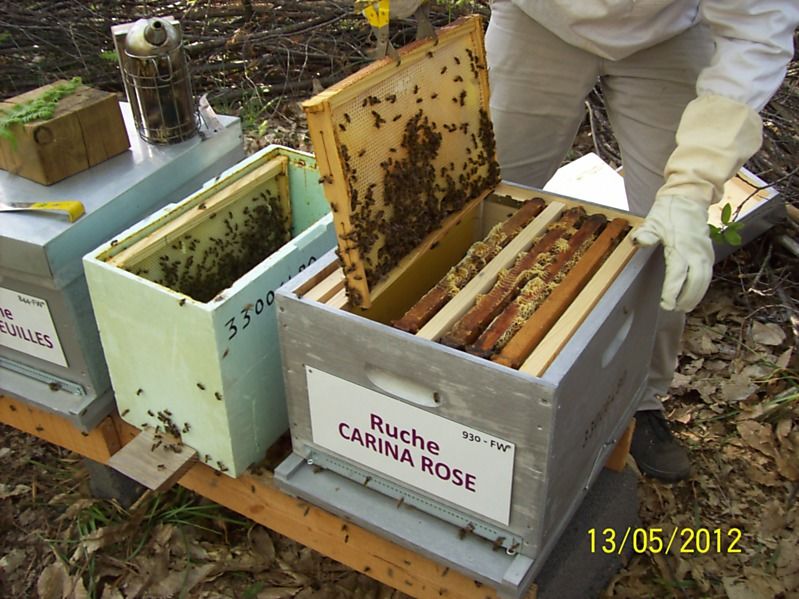 La ruche Carina rose