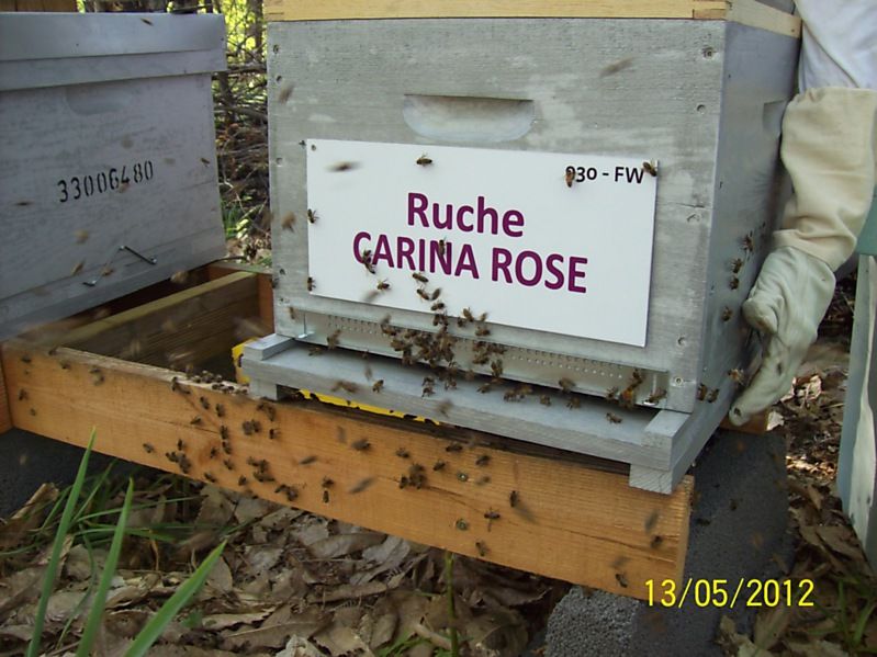 La ruche Carina rose