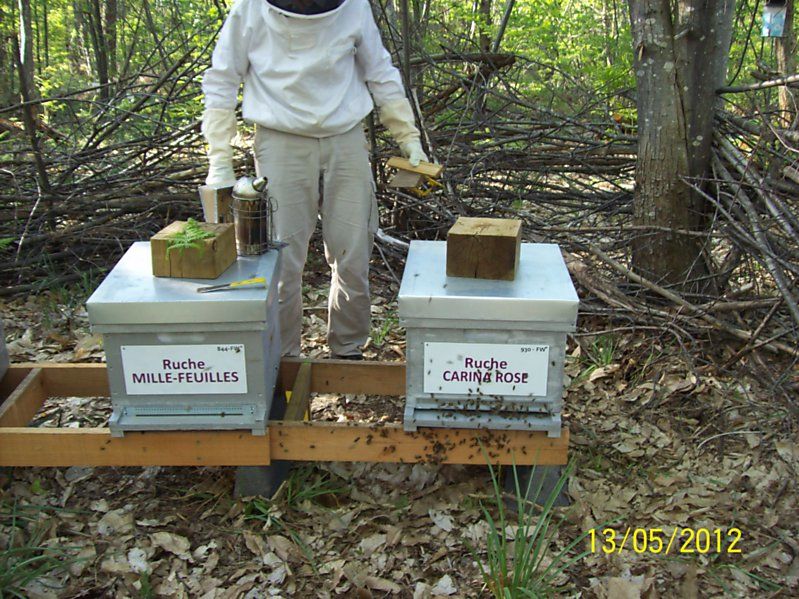 La ruche Carina rose