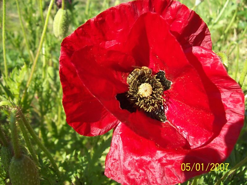 La ruche Carina rose