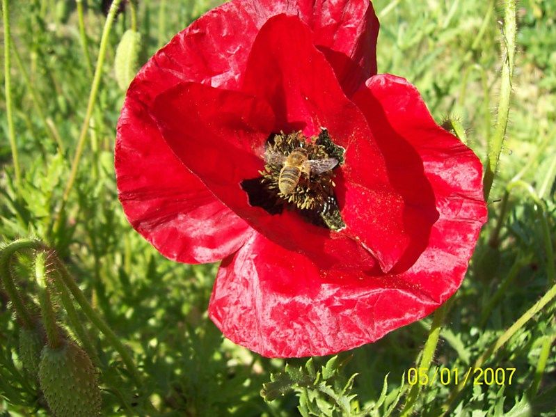 La ruche Carina rose