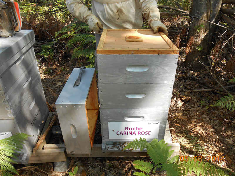La ruche Carina rose