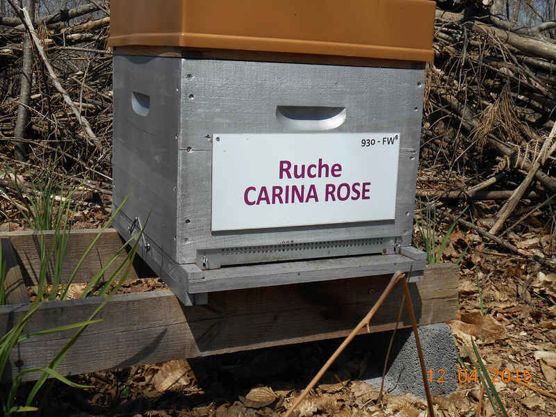 La ruche Carina rose