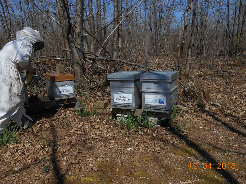 La ruche Carina rose