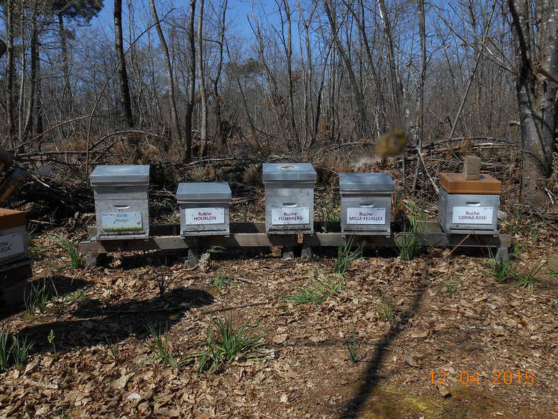 La ruche Carina rose