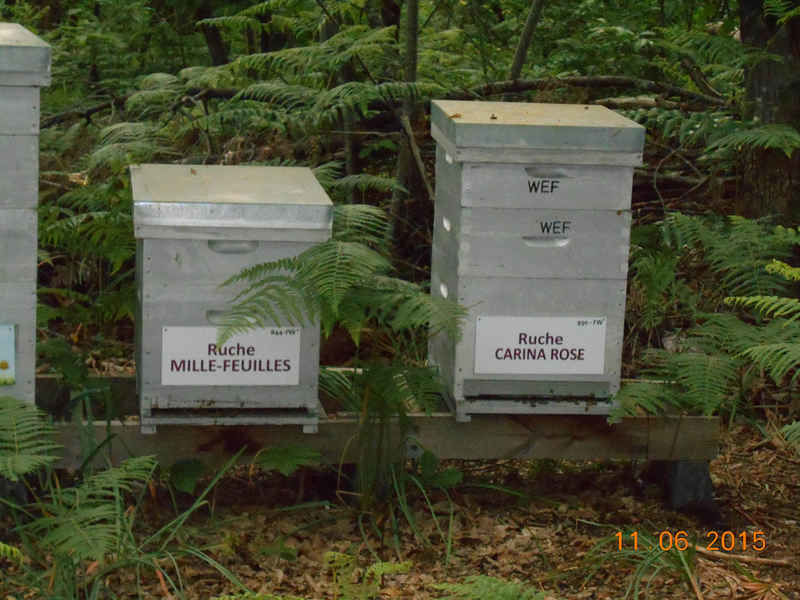 La ruche Carina rose