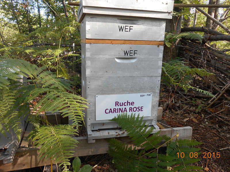 La ruche Carina rose
