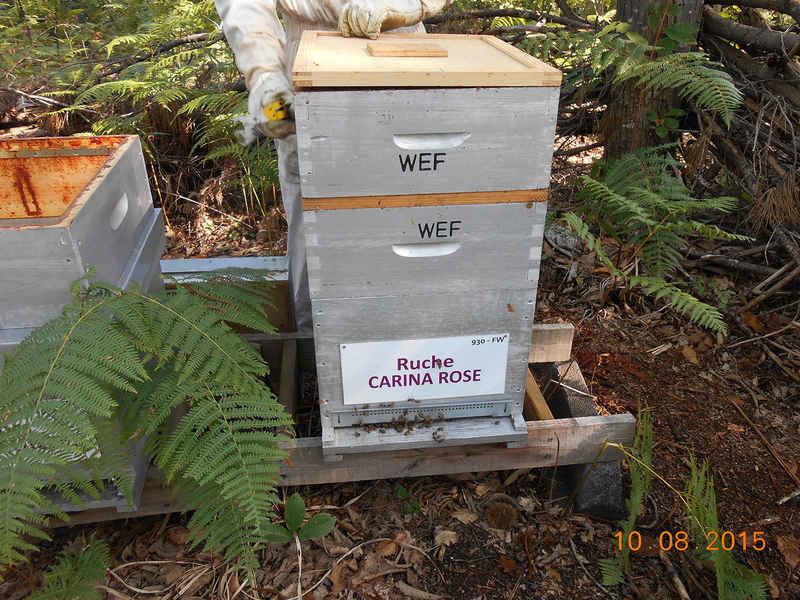 La ruche Carina rose