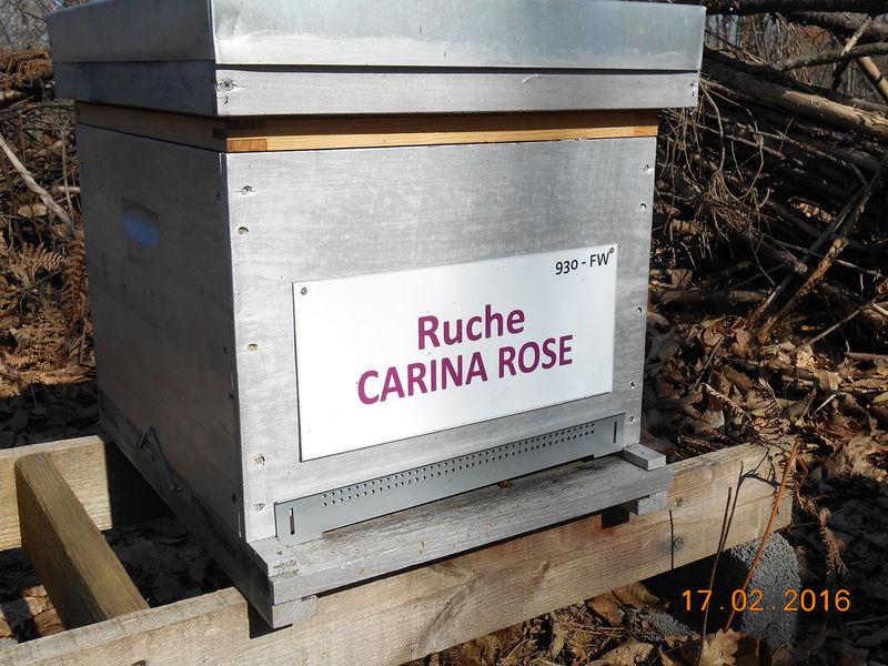 La ruche Carina rose