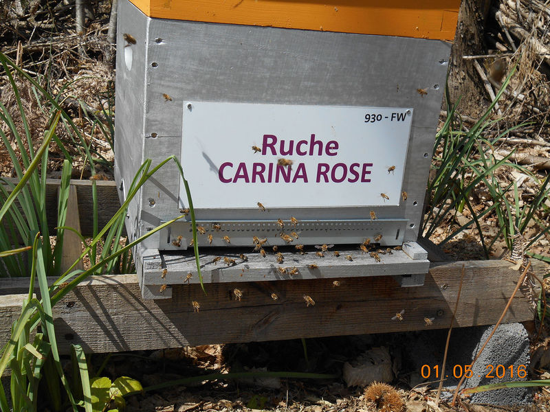 La ruche Carina rose