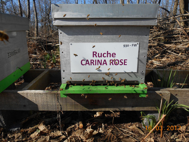 La ruche Carina rose