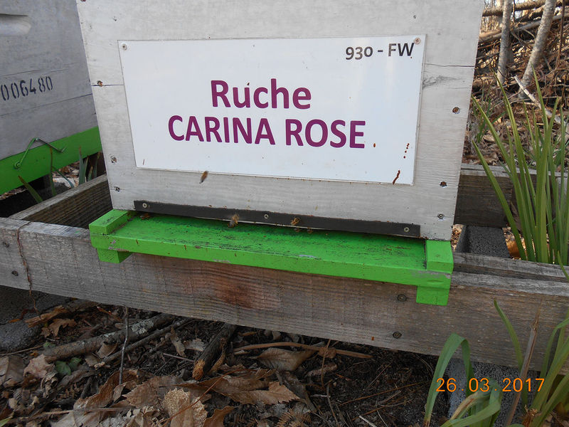 La ruche Carina rose