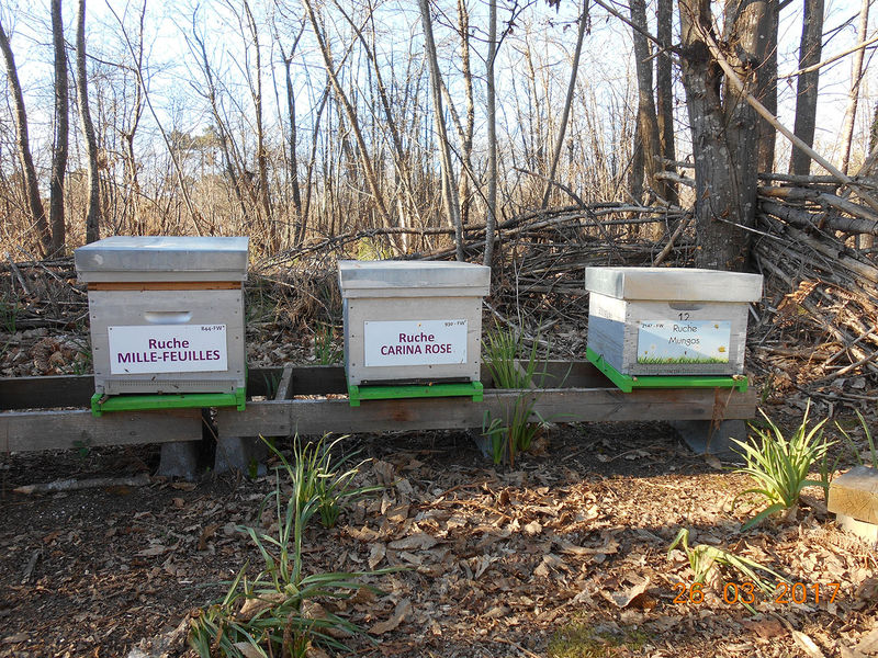 La ruche Carina rose