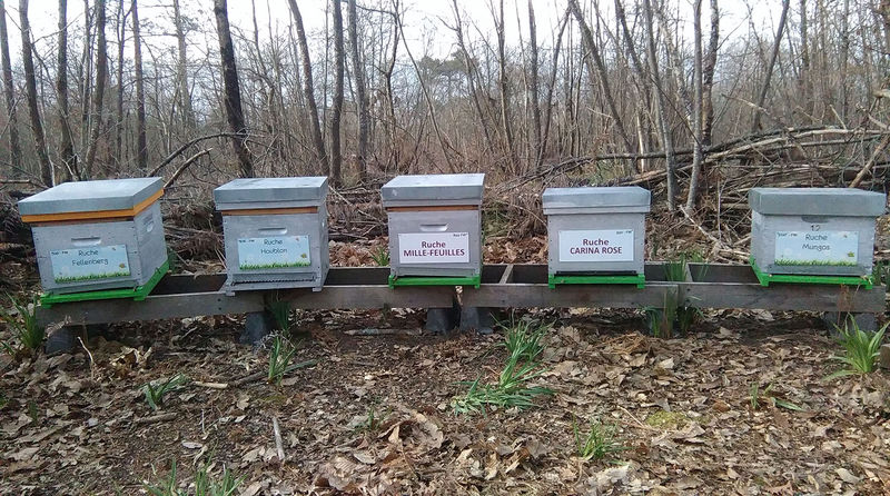 La ruche Carina rose