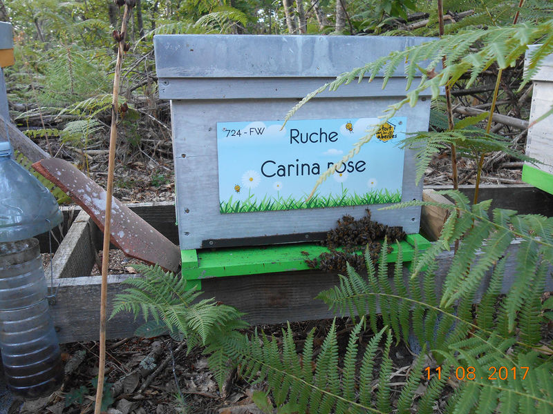 La ruche Carina rose