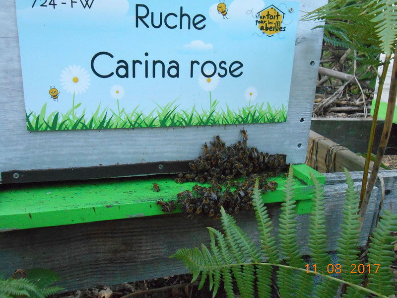 La ruche Carina rose