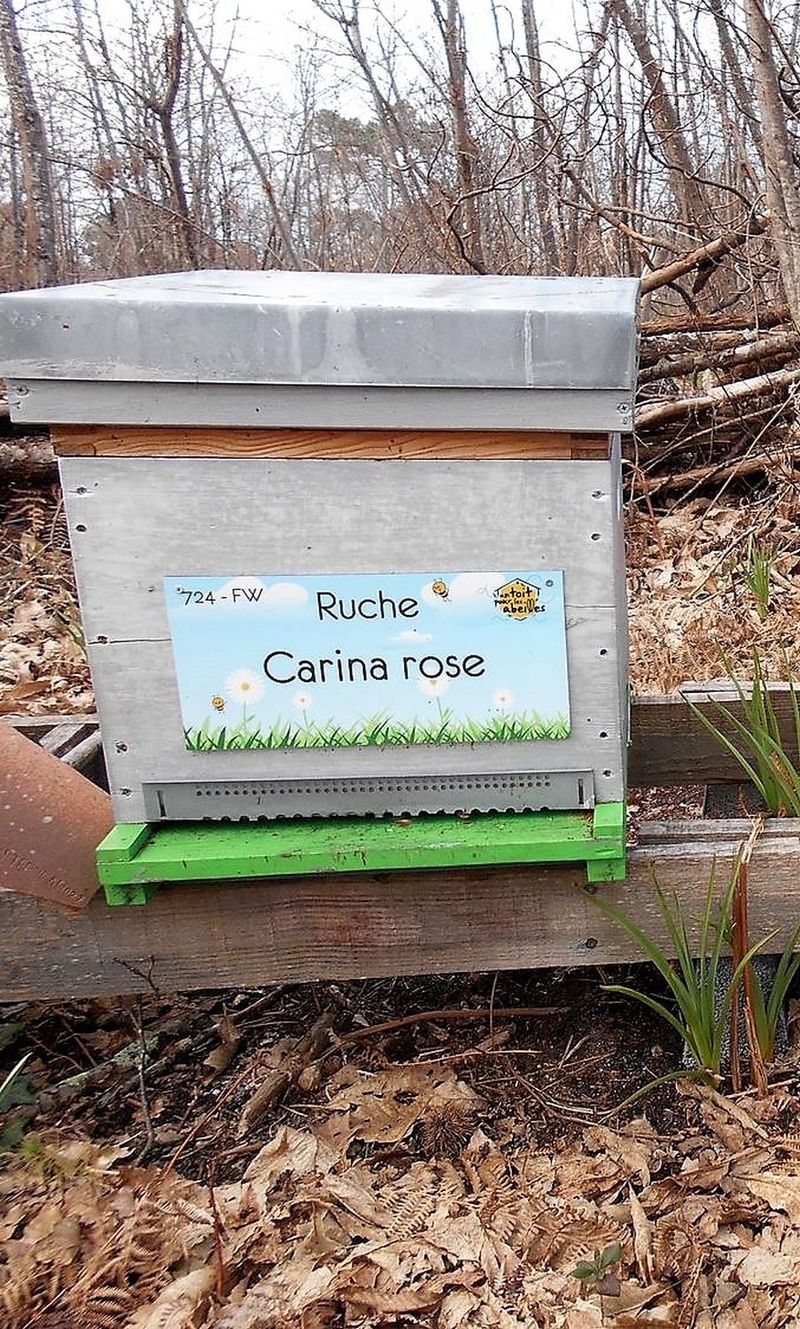 La ruche Carina rose