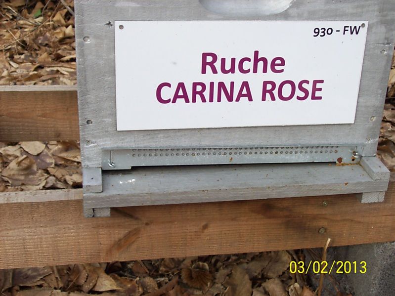 La ruche Carina rose