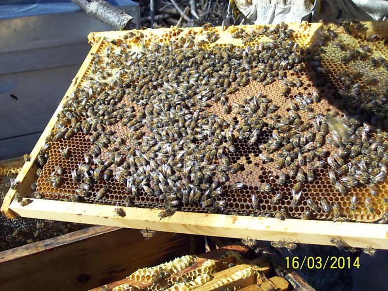 La ruche Carina rose