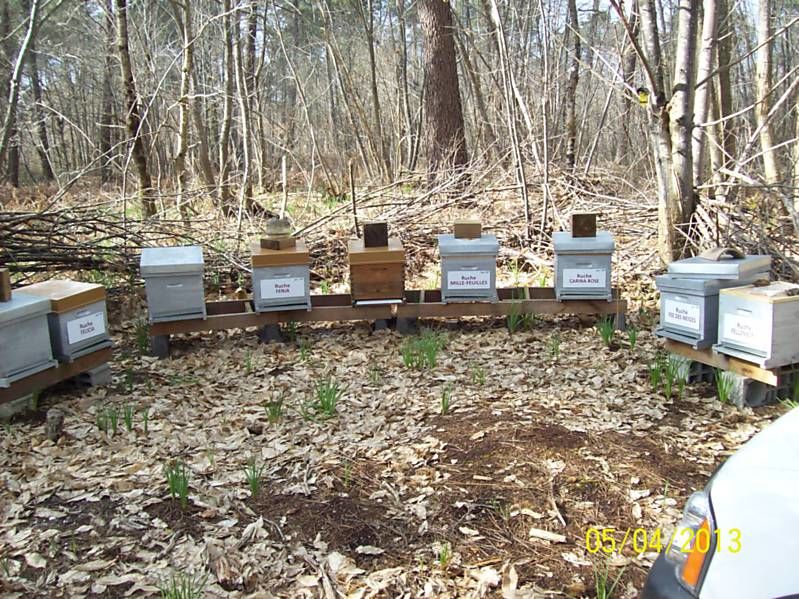 La ruche Carina rose