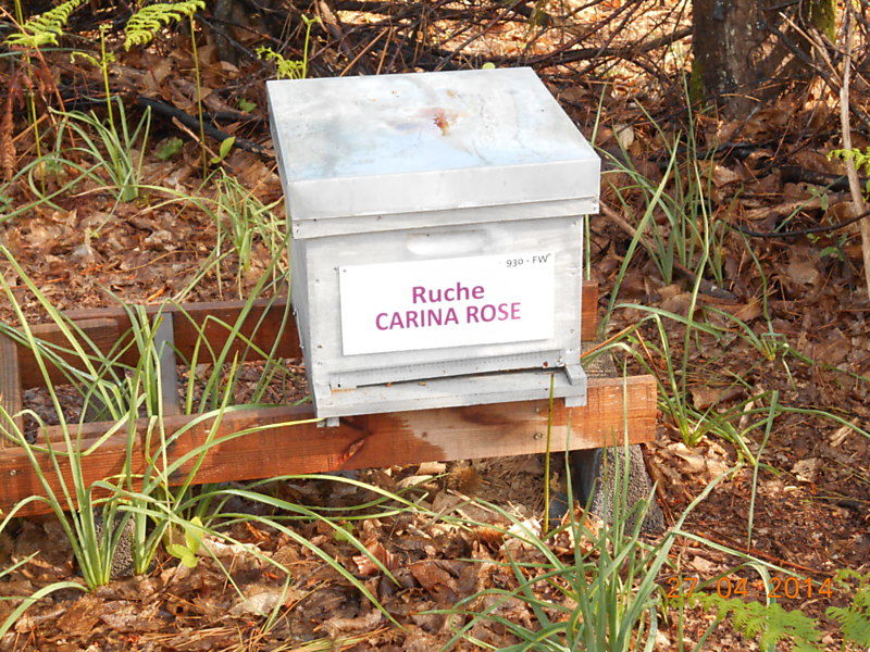 La ruche Carina rose