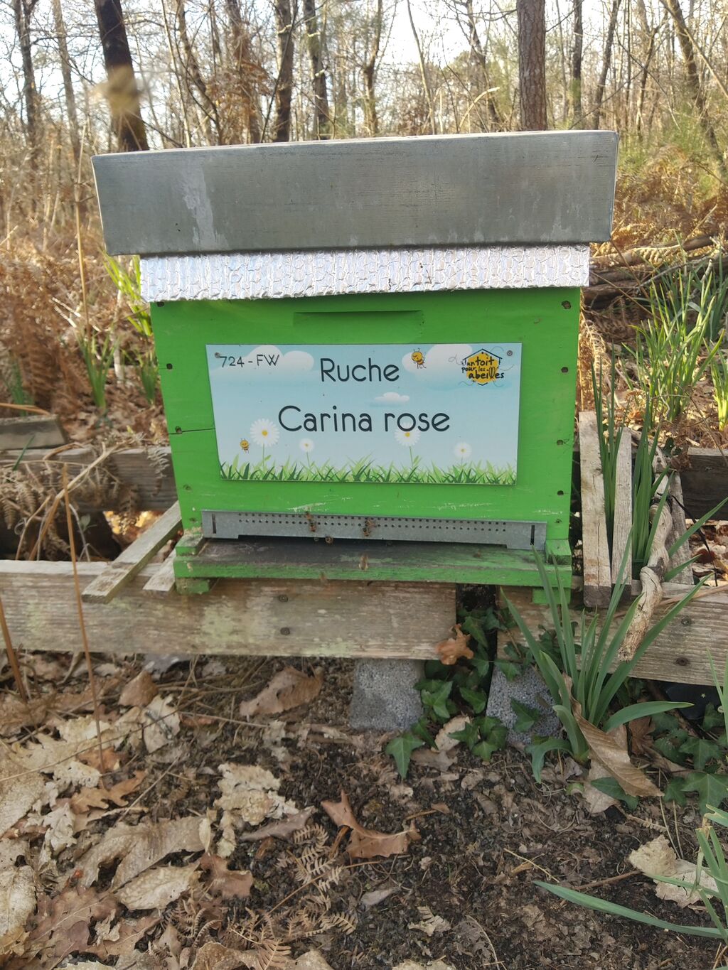 La ruche Carina rose