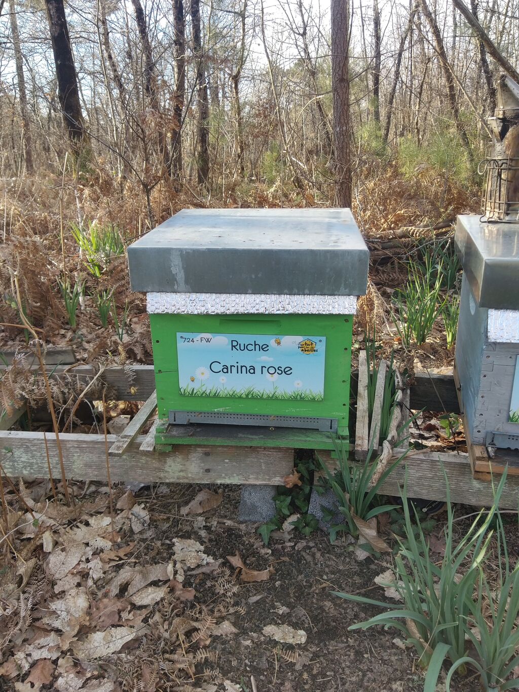 La ruche Carina rose