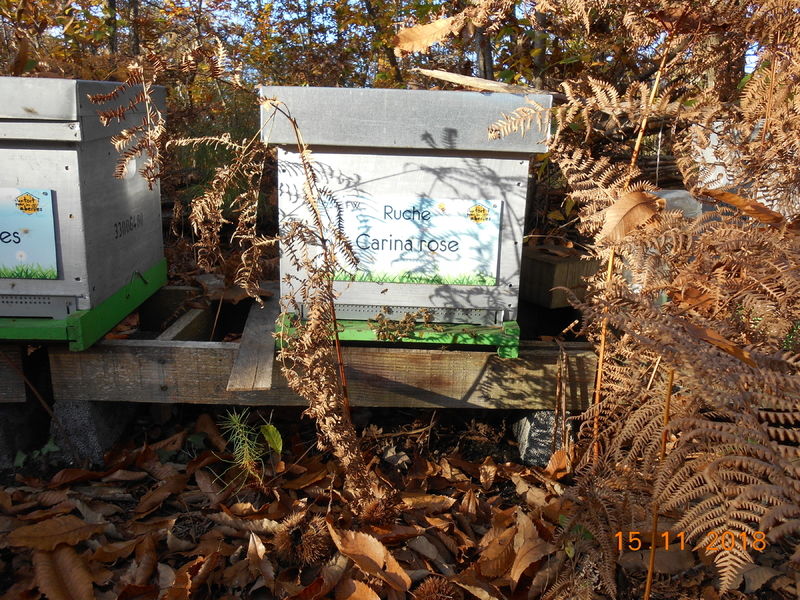 La ruche Carina rose