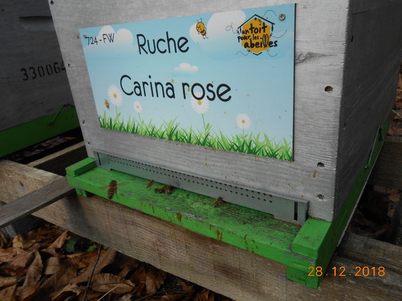 La ruche Carina rose