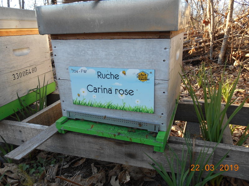 La ruche Carina rose