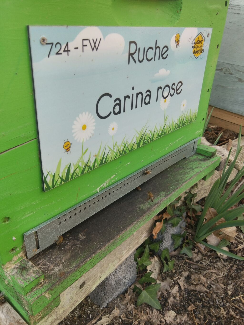 La ruche Carina rose