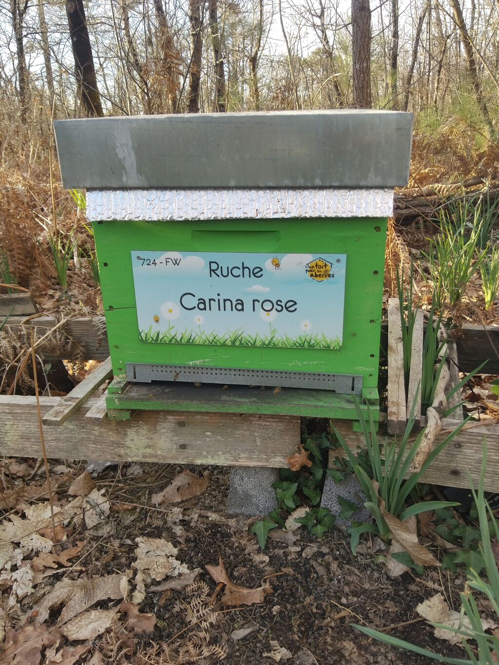 La ruche Carina rose