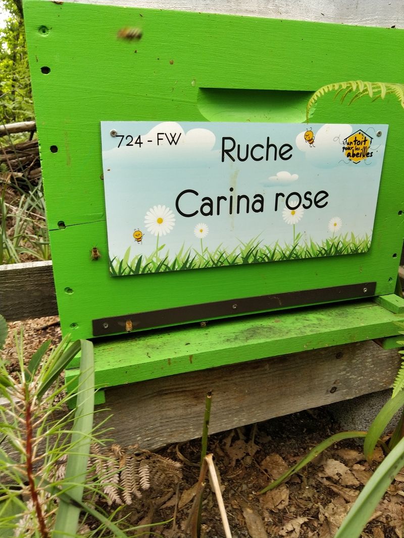 La ruche Carina rose