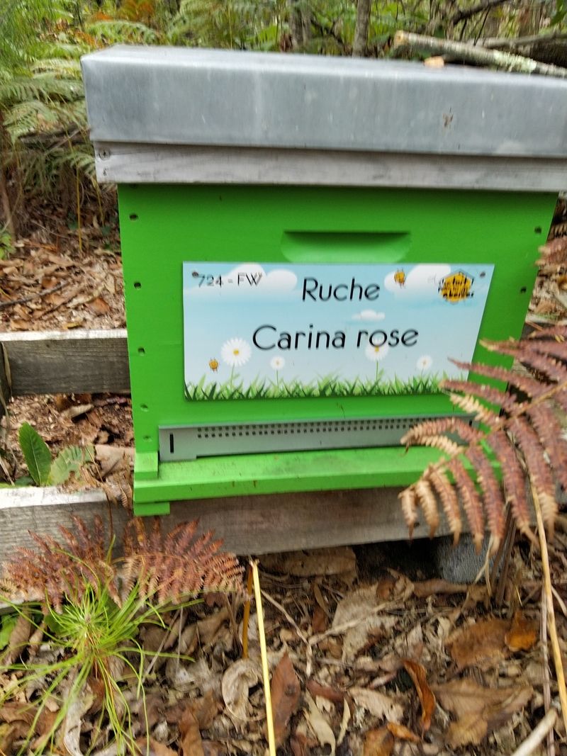 La ruche Carina rose