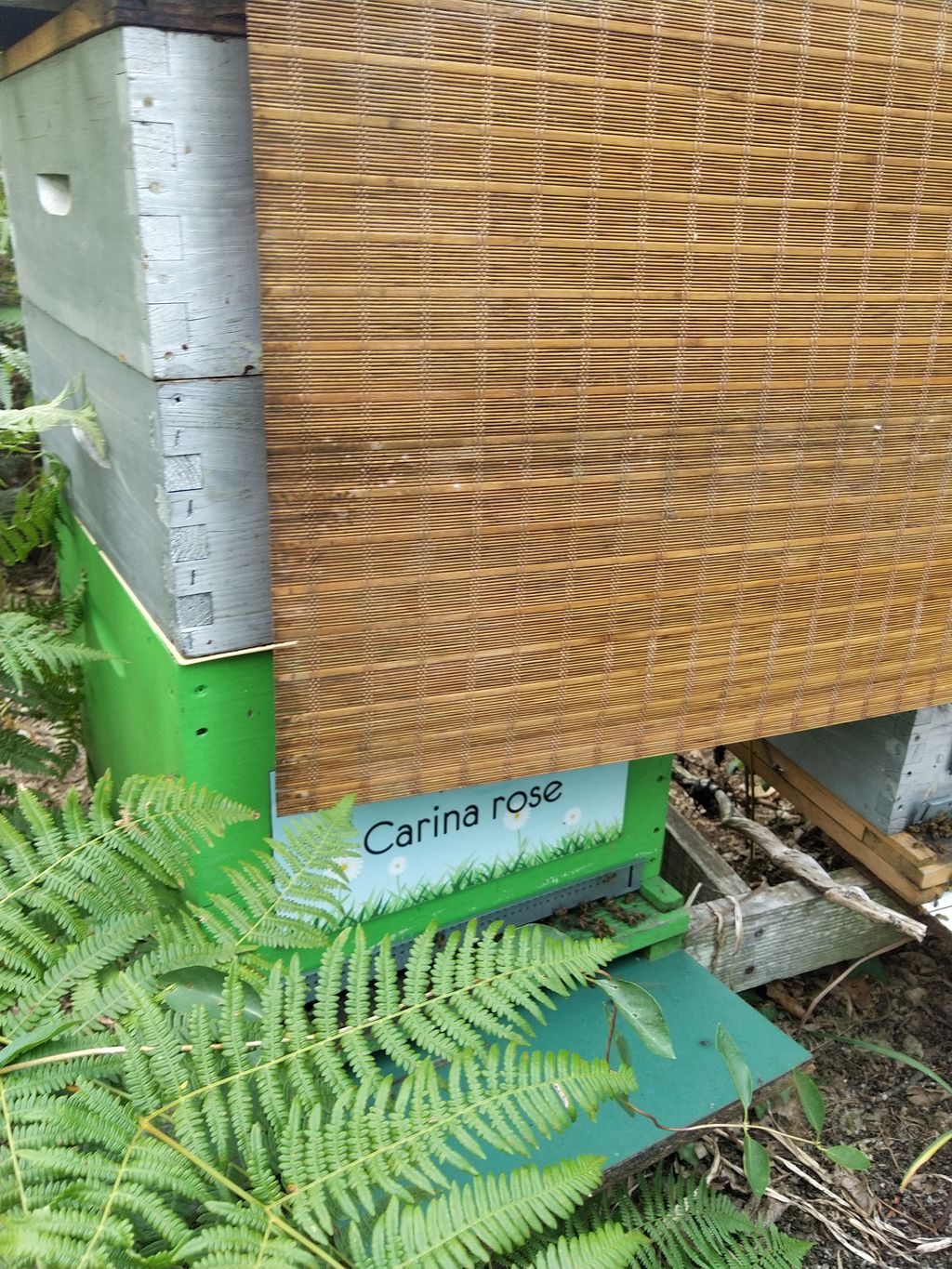 La ruche Carina rose