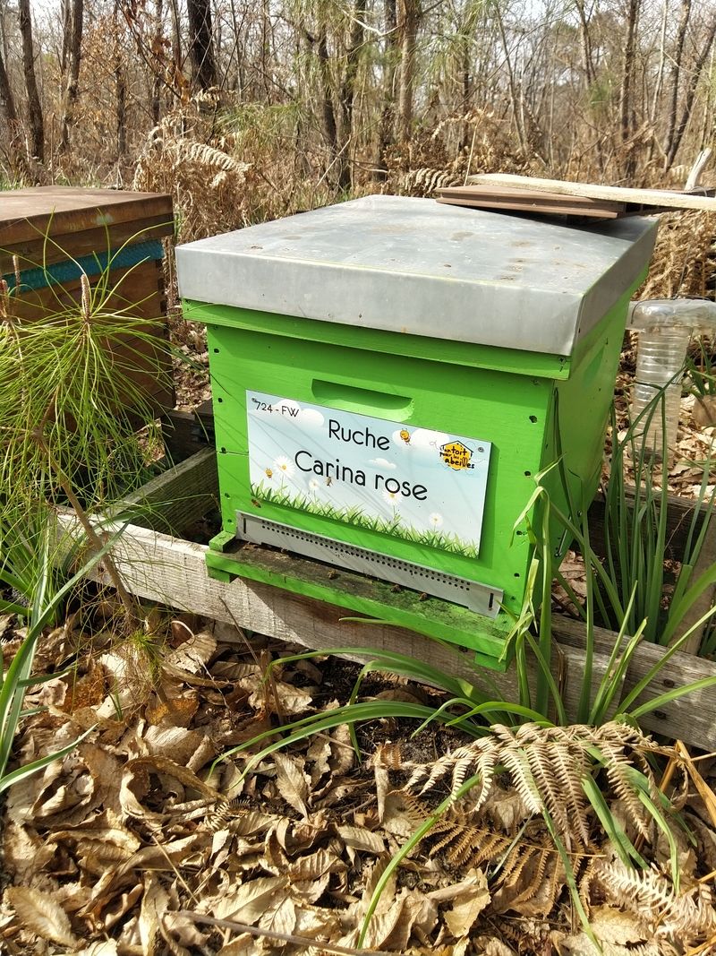 La ruche Carina rose