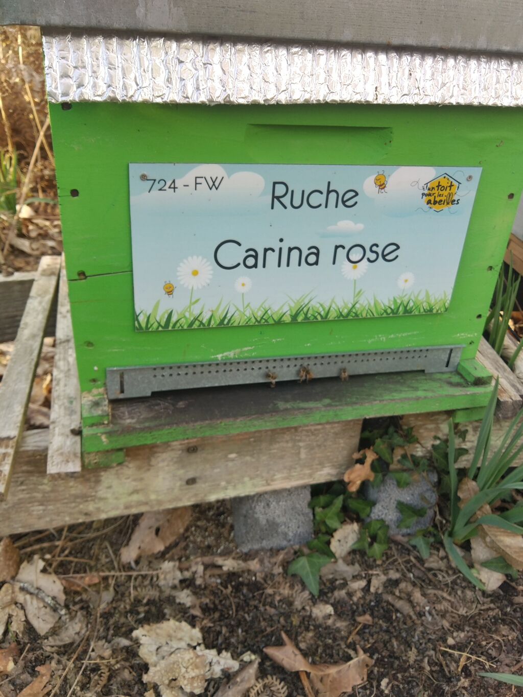 La ruche Carina rose