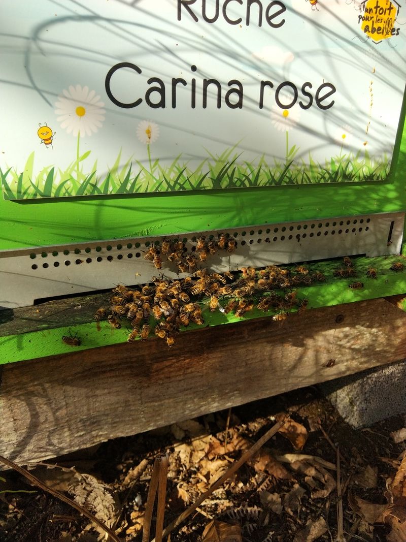 La ruche Carina rose