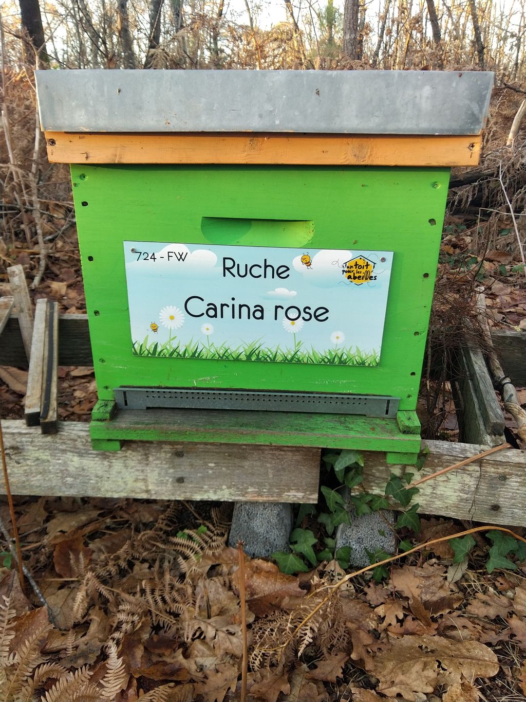 La ruche Carina rose