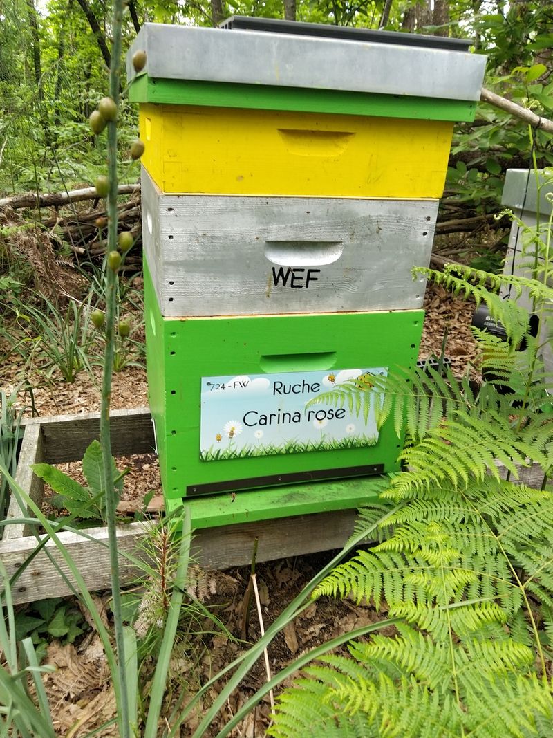 La ruche Carina rose