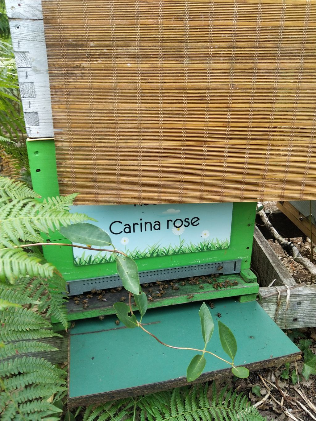 La ruche Carina rose