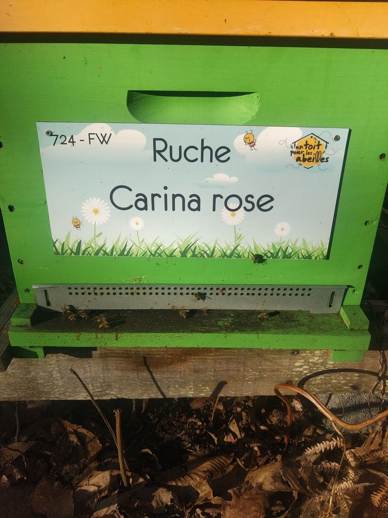 La ruche Carina rose
