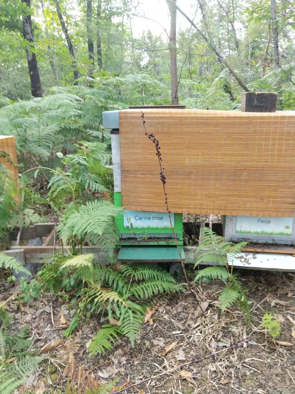 La ruche Carina rose