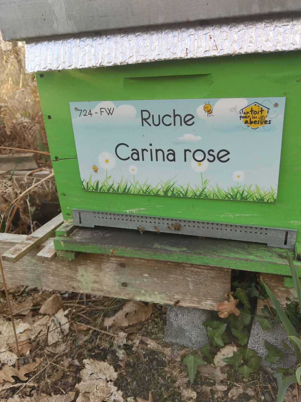 La ruche Carina rose