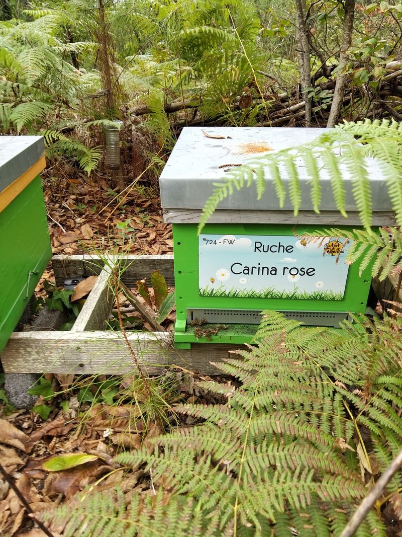 La ruche Carina rose