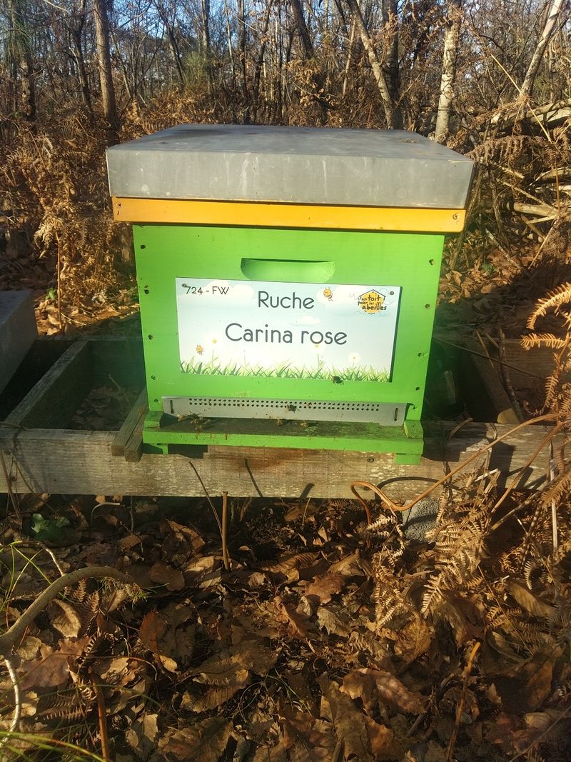 La ruche Carina rose