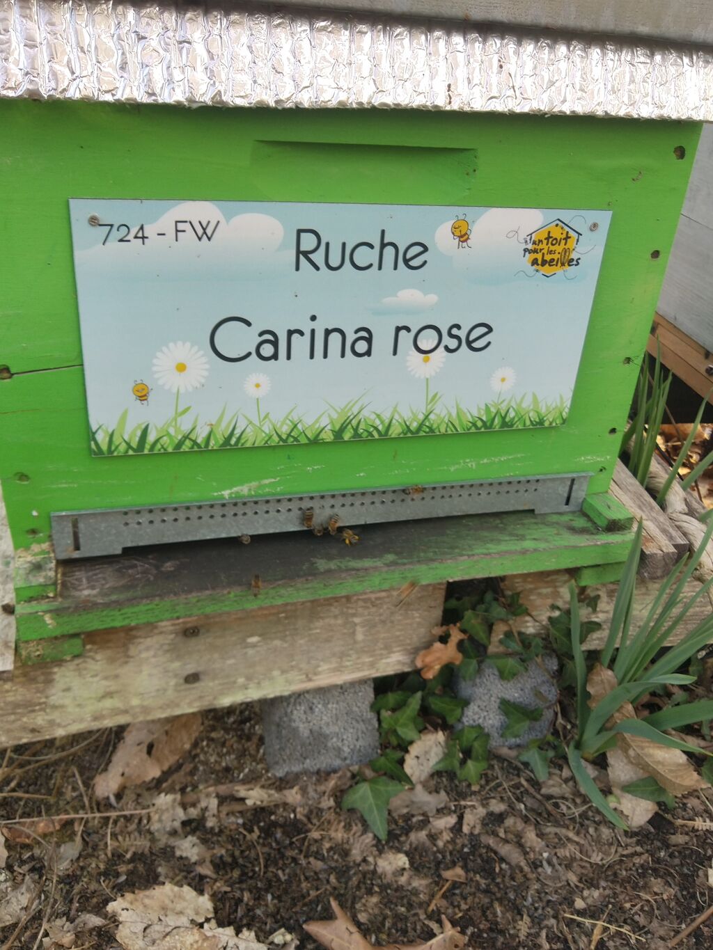 La ruche Carina rose