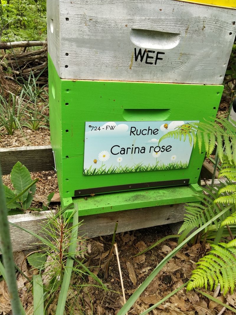 La ruche Carina rose